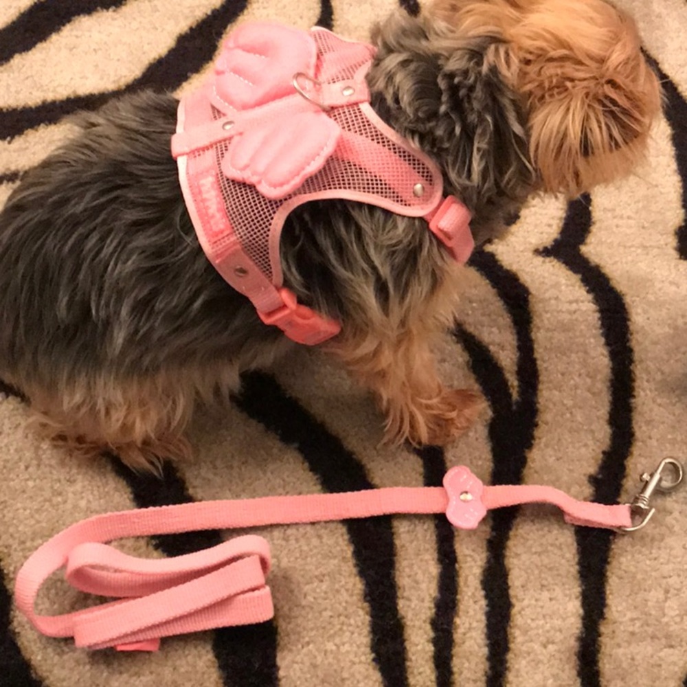 NEW angel dog harness BLUE only / pink sold out - Picture 2 of 3